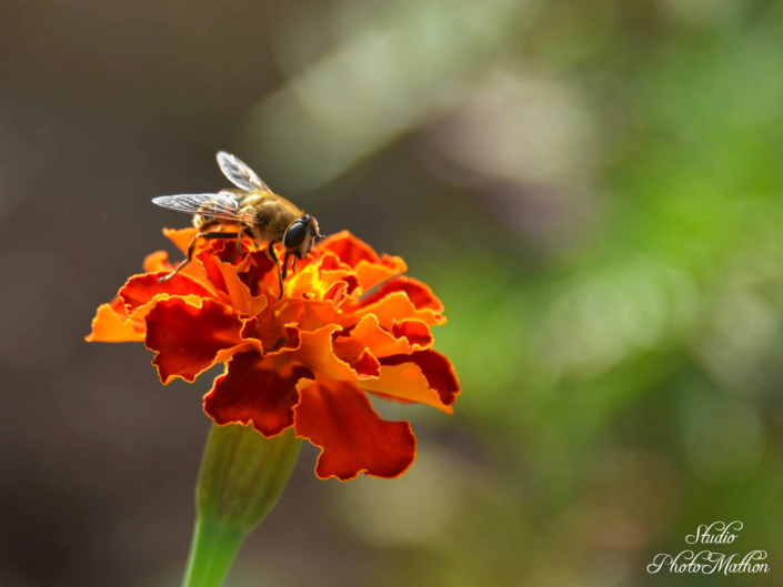 photographe sur paray le monial