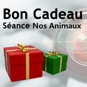 bon cadeau séance photo animaux domestique